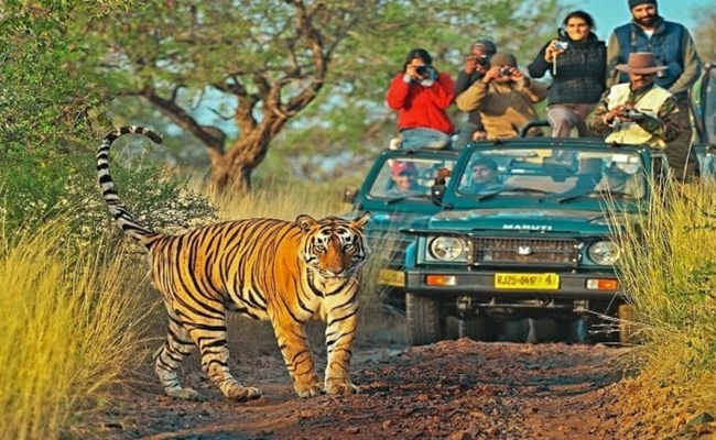India -Wildlife Tour
