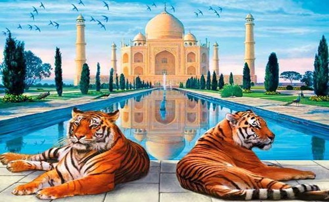 Taj -& Tiger Tour