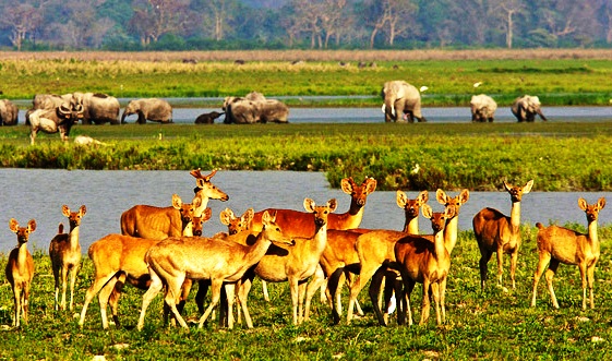 Kaziranga -National Park