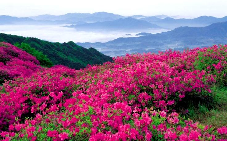 Uttarakhand -Valley of Flowers